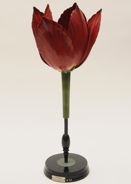 Tulipe_Brendel_veille