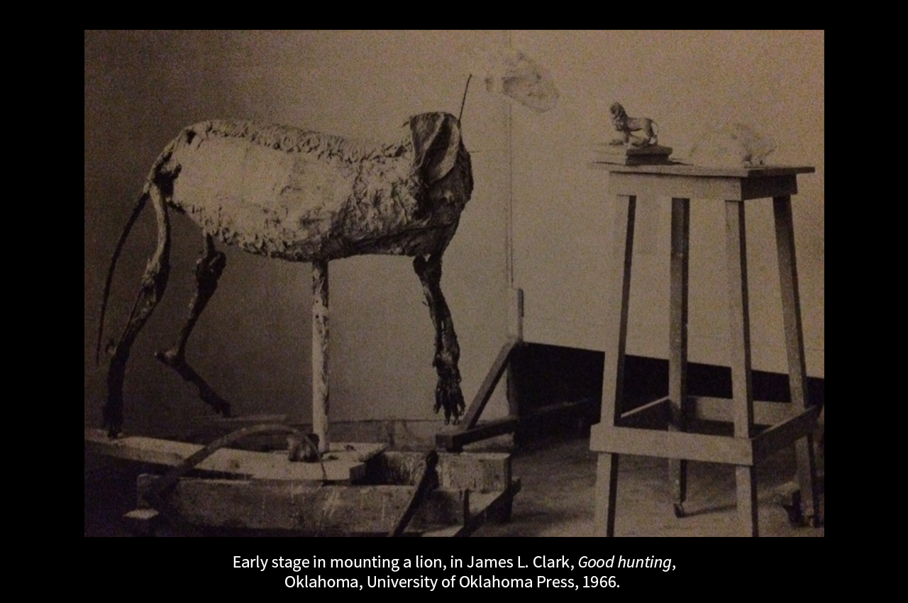 taxidermie_03