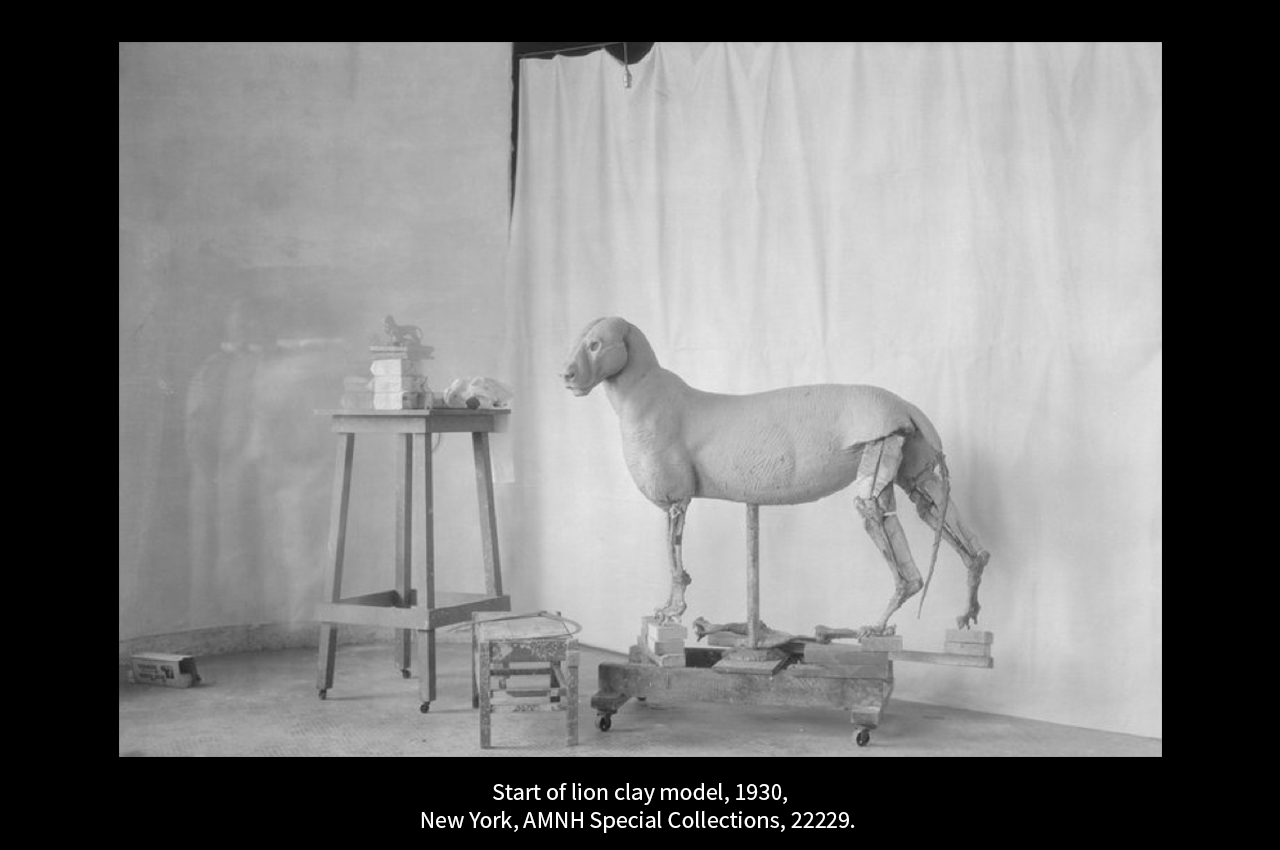 taxidermie_04