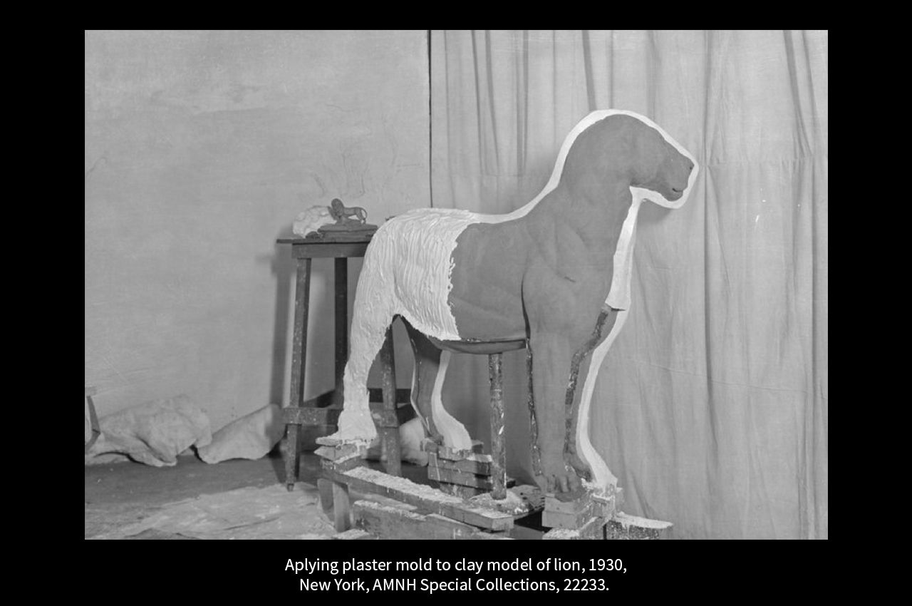 taxidermie_07