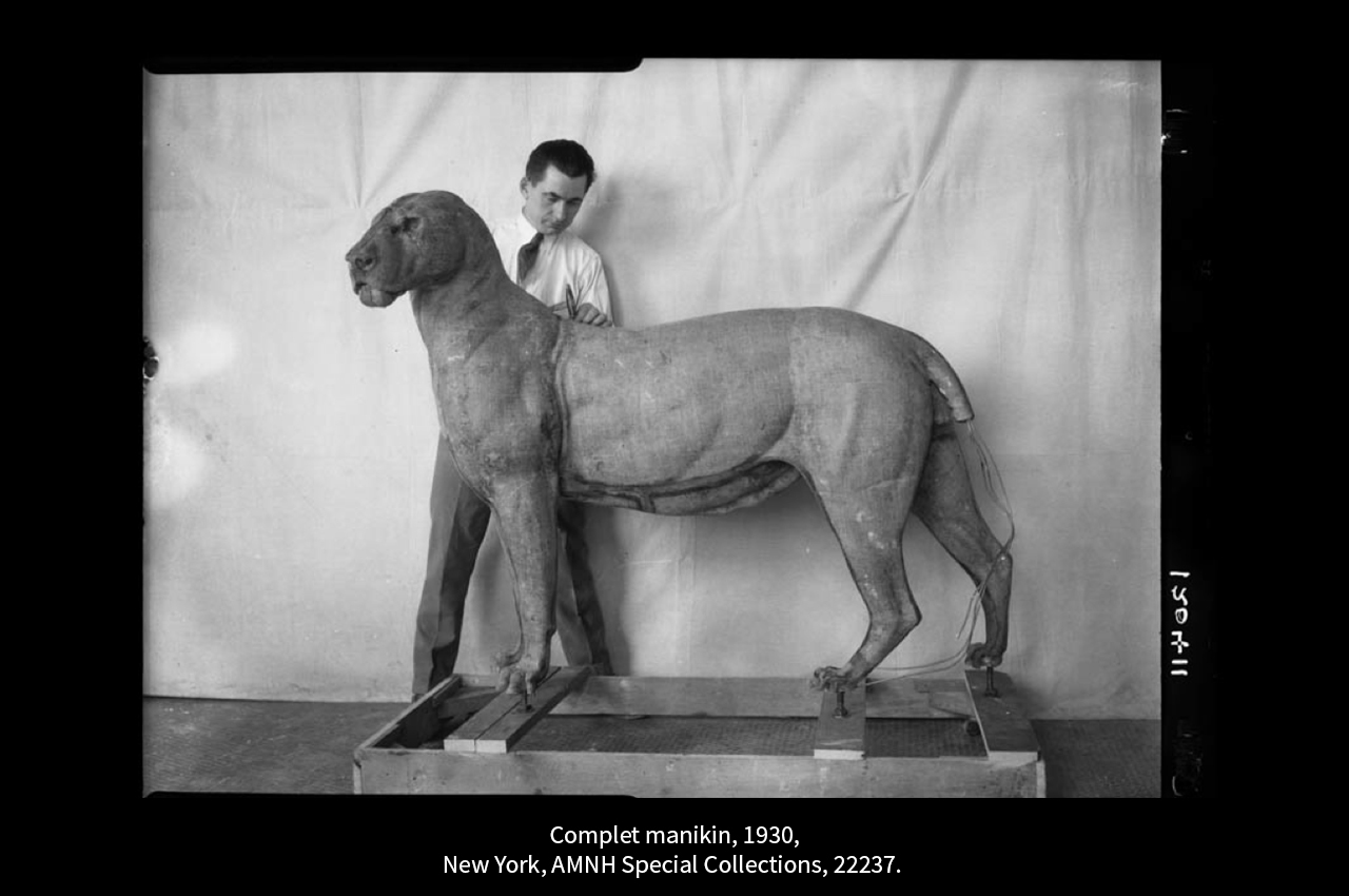 taxidermie_10