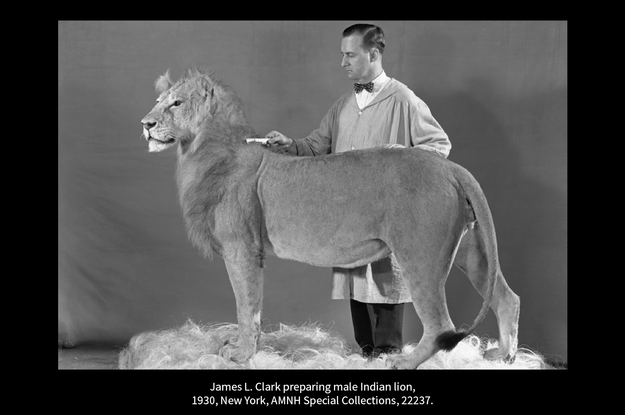 taxidermie_11