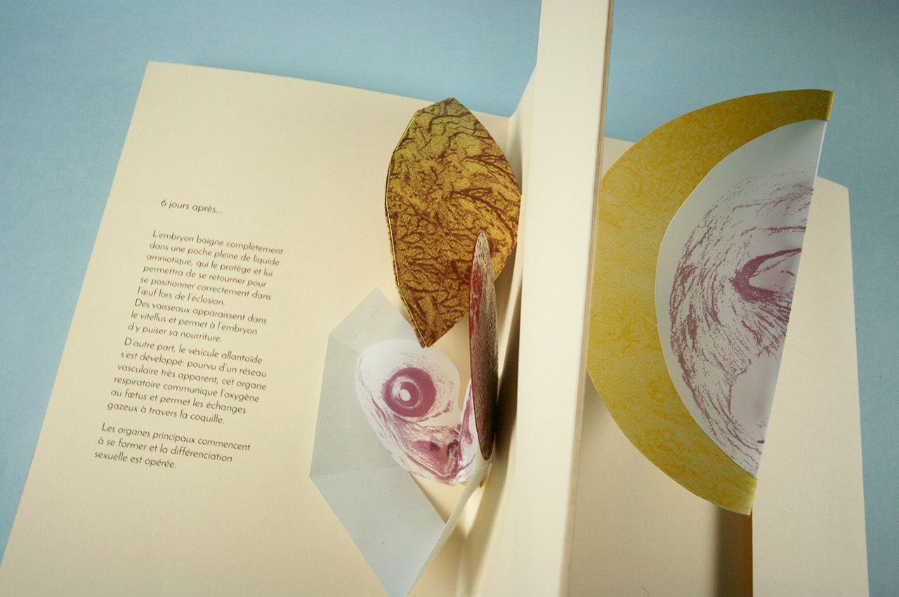tiphaine_pop-up10