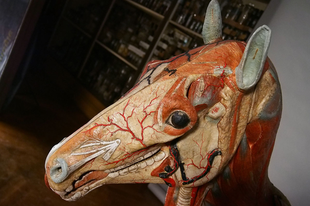 ouverture_cheval1_02