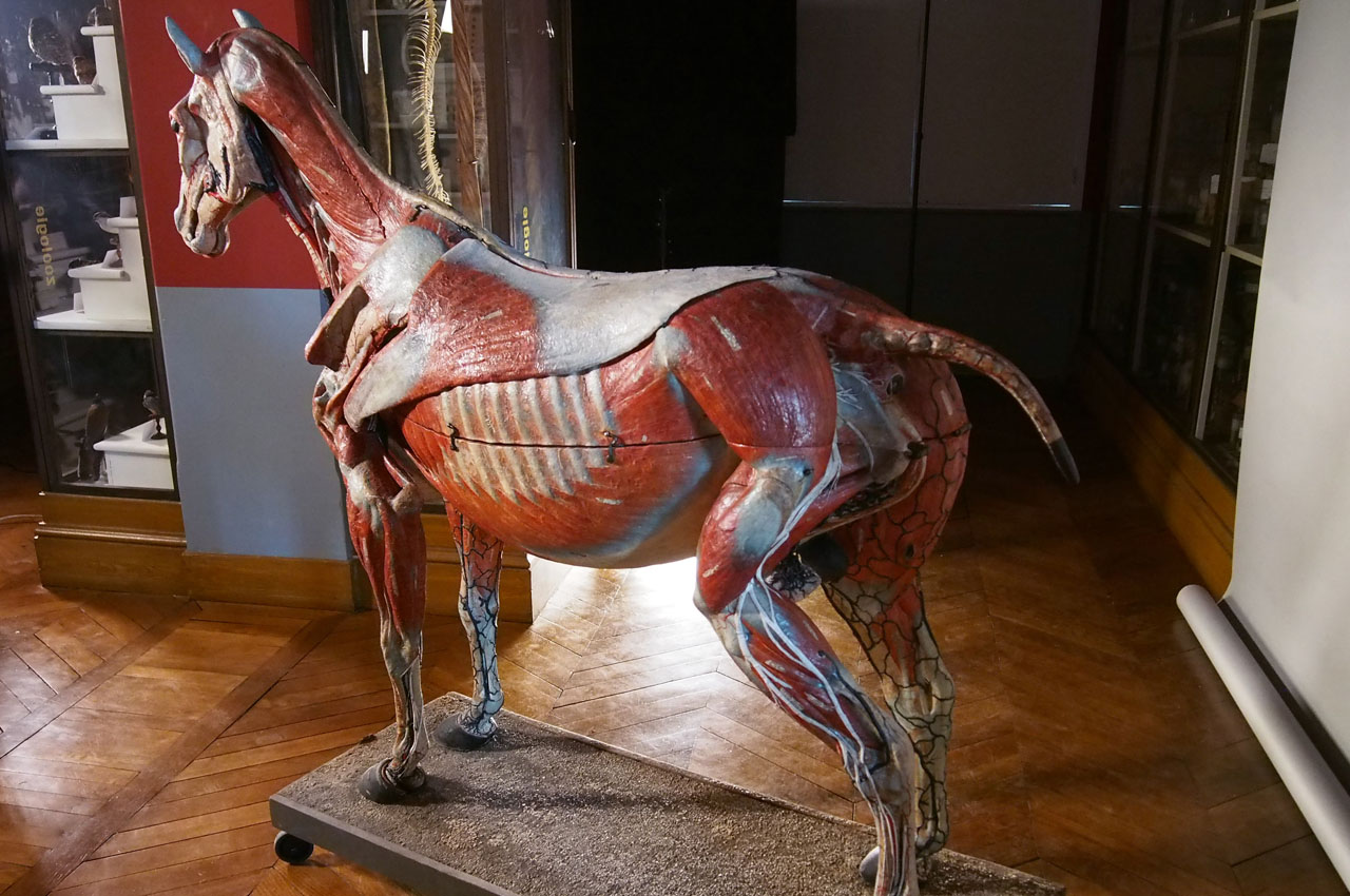 ouverture_cheval1_09