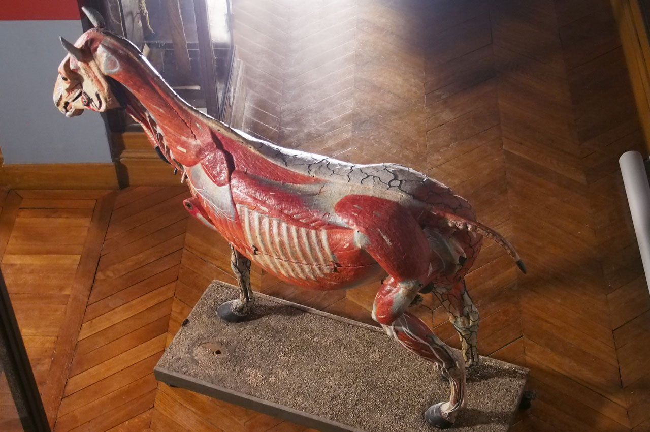 ouverture_cheval1_12