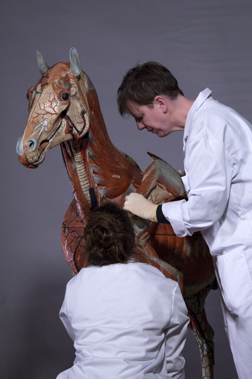 ouverture_cheval_03