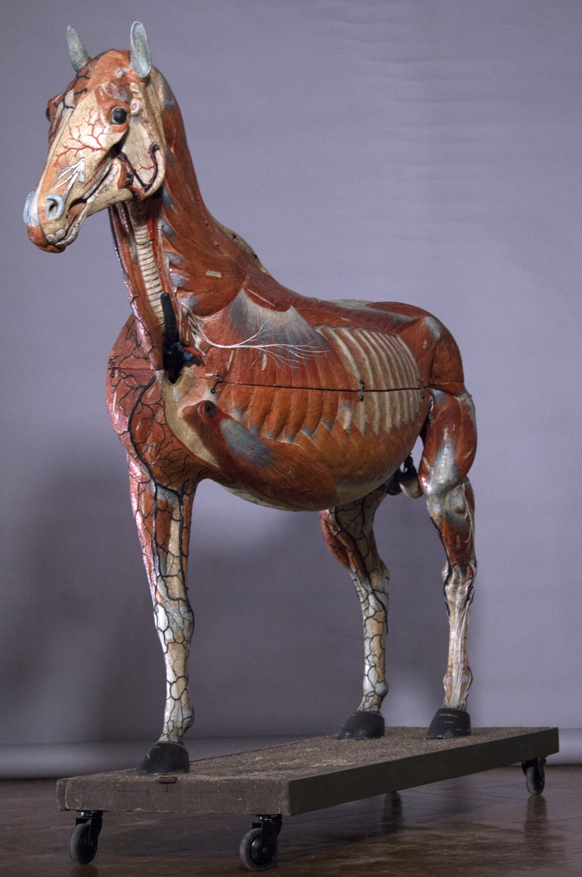 ouverture_cheval_04