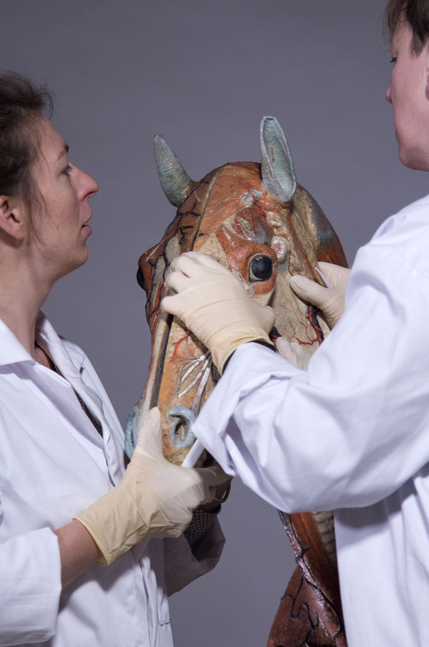 ouverture_cheval_05