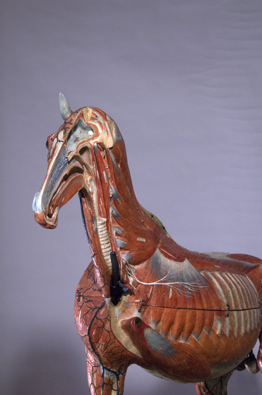 ouverture_cheval_06