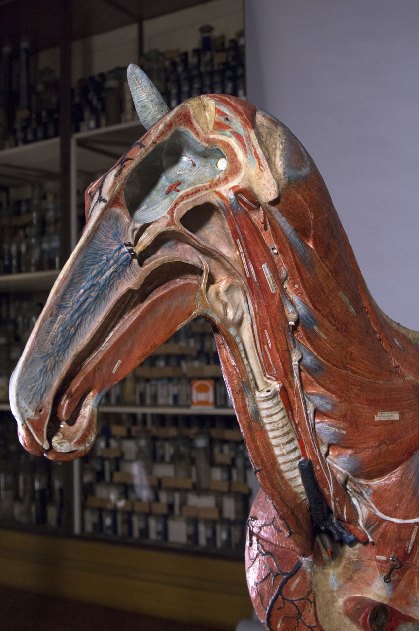 ouverture_cheval_08