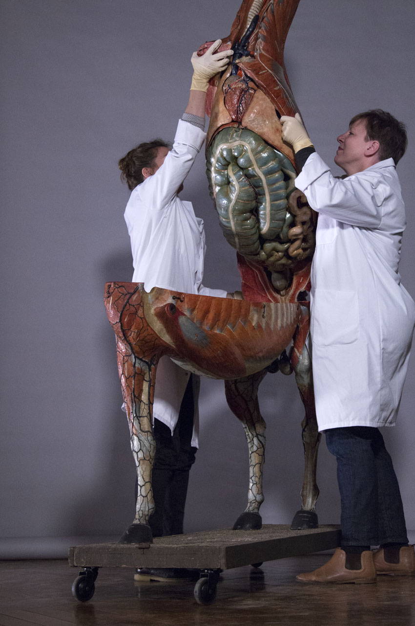 ouverture_cheval_19