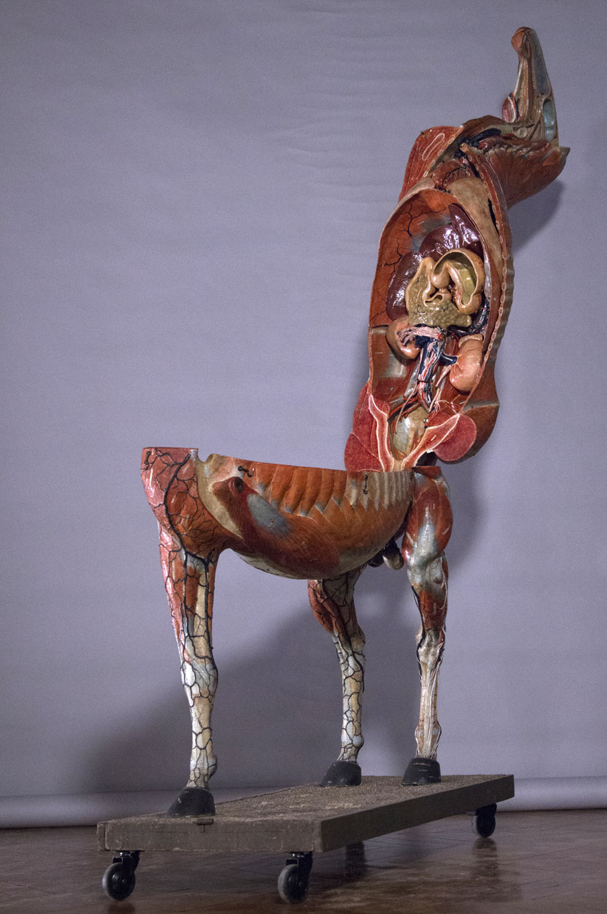 ouverture_cheval_33