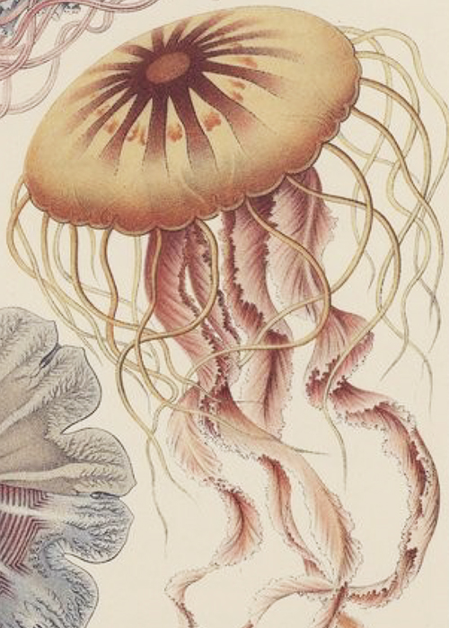 haeckel-veille