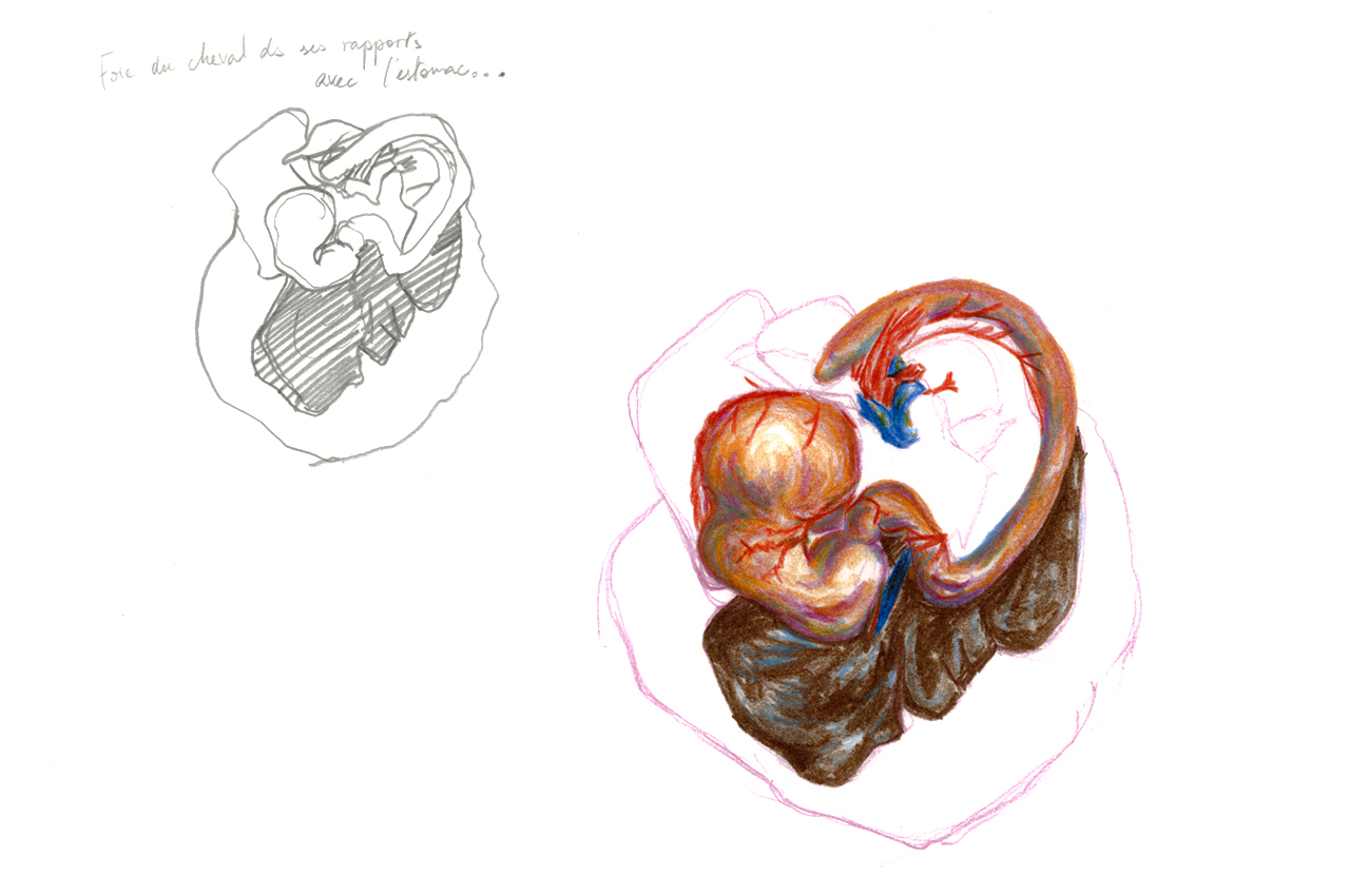 maud_frogonard-01