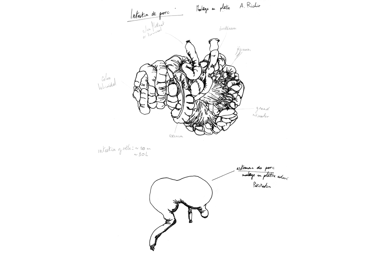 maud_frogonard-03