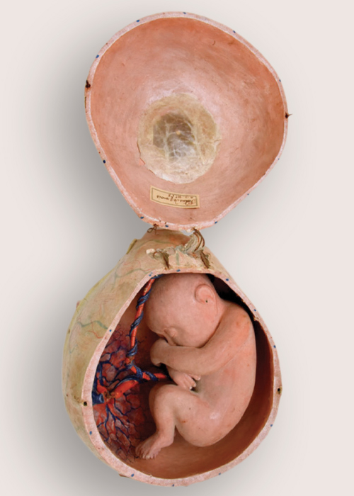 foetus_auzoux_veille