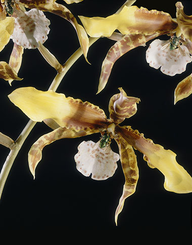 rossioglossum_verre_blaschka-ssd