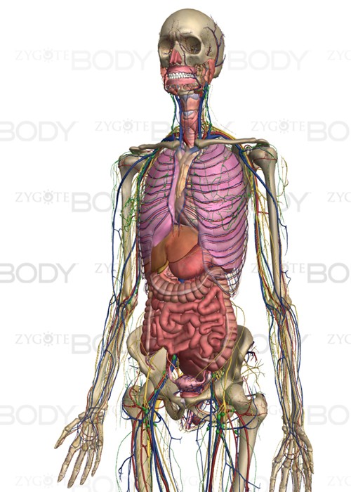 zygote_body