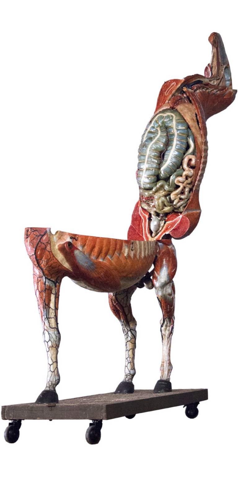 vignette_cheval_ouvert