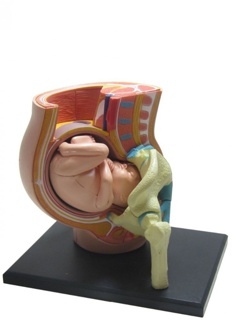 3D_anatomisk_model