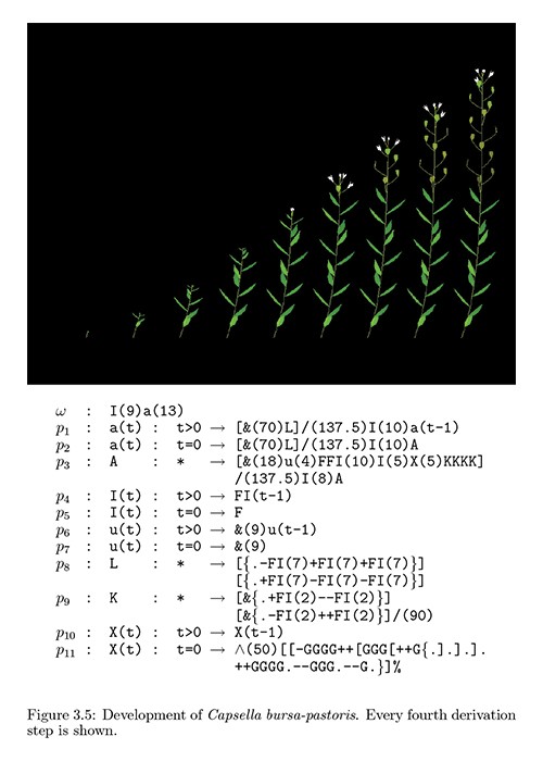 Capsella_L-systemes