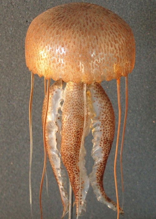 meduse_veille