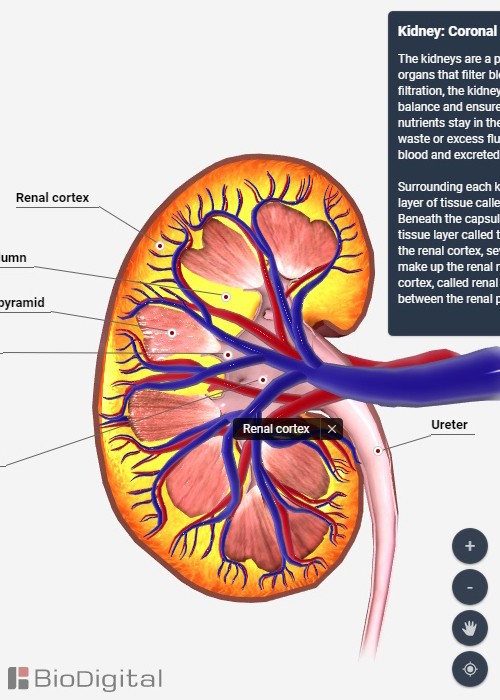 BioDigital_human_anatomy